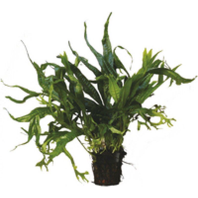 Microsorum Pteropus Gigantea